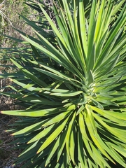Yucca aloifolia