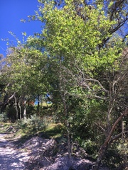 Crataegus mexicana
