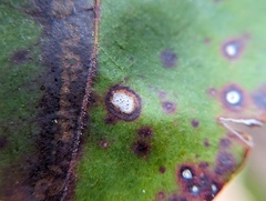 Mycosphaerella colorata