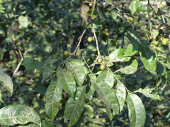 Diospyros sylvatica