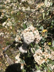 Ageratina glabrata
