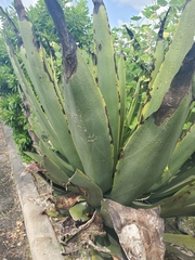 Agave angustifolia