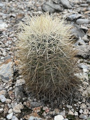 Echinomastus johnsonii