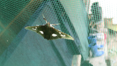 Desmia funeralis