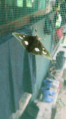 Desmia funeralis