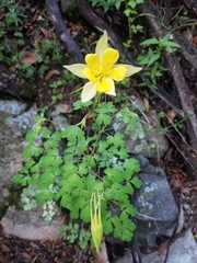Aquilegia chrysantha