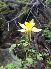 Aquilegia chrysantha