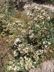Ageratina glabrata
