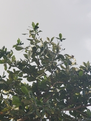 Terminalia catappa