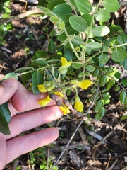 Sophora tomentosa