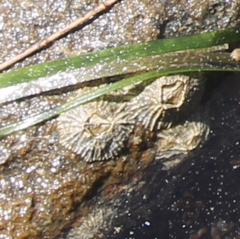 Hexanauplia