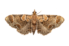 Chloroclystis lichenodes