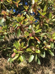 Arbutus tessellata