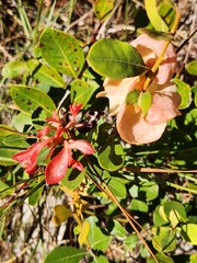 Exobasidium ferrugineae