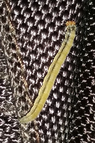 Ailanthus Webworm Moth photo 6