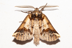 Declana junctilinea