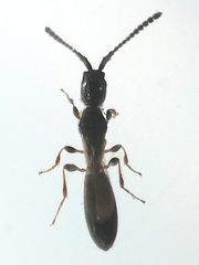 Coptera