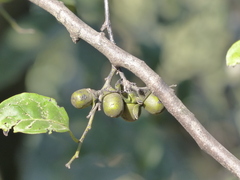 Diospyros sylvatica