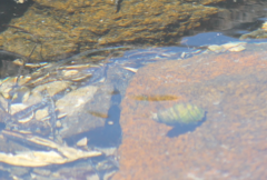 Austrocochlea constricta