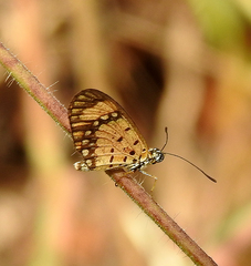 Acraea serena