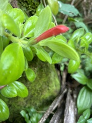 Columnea scandens
