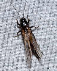 Teleogryllus commodus