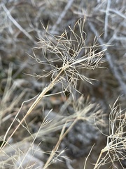 Muhlenbergia porteri
