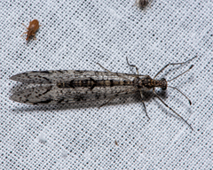 Protoplectrini