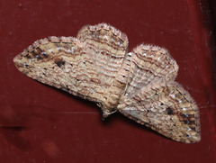Xanthorhoe anaspila