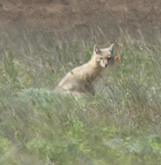 Vulpes corsac