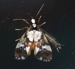 Philenora elegans