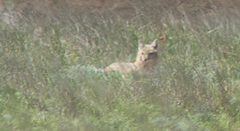 Vulpes corsac