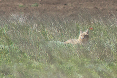 Vulpes corsac