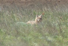 Vulpes corsac