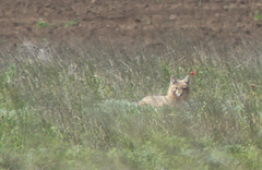 Vulpes corsac
