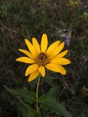 Heliopsis helianthoides