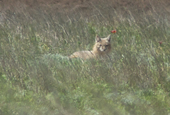 Vulpes corsac