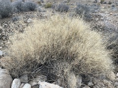Muhlenbergia porteri
