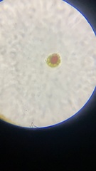 Haematococcus