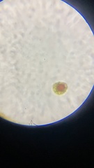 Haematococcus
