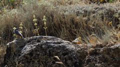 Spermophilus taurensis