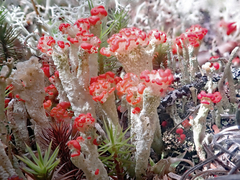 Cladonia pleurota