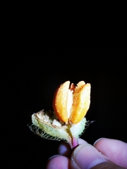 Melastoma