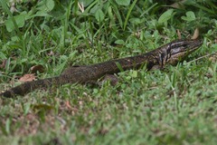 Tupinambis teguixin