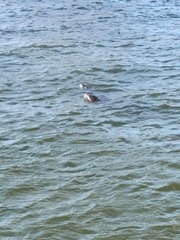 Trichechus manatus latirostris