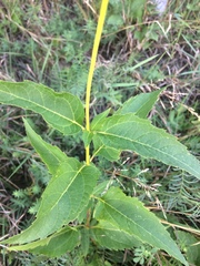 Heliopsis helianthoides