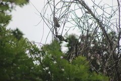 Dacnis nigripes