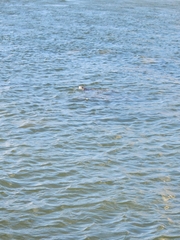 Trichechus manatus latirostris