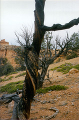 Pinus longaeva