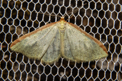 Epiphryne undosata